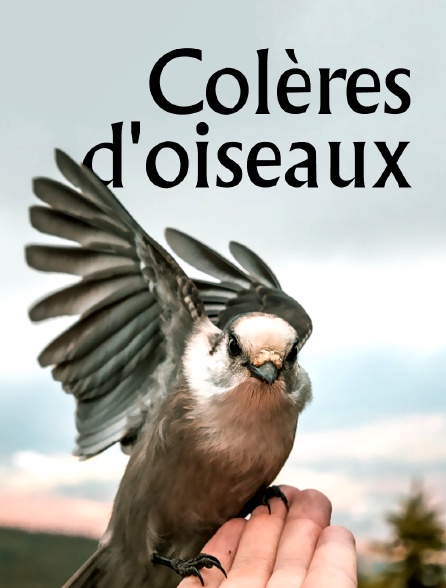 Colères d'oiseaux