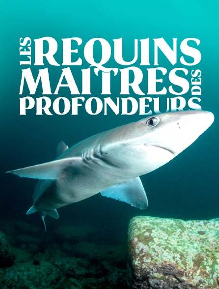 Les requins, maîtres des profondeurs