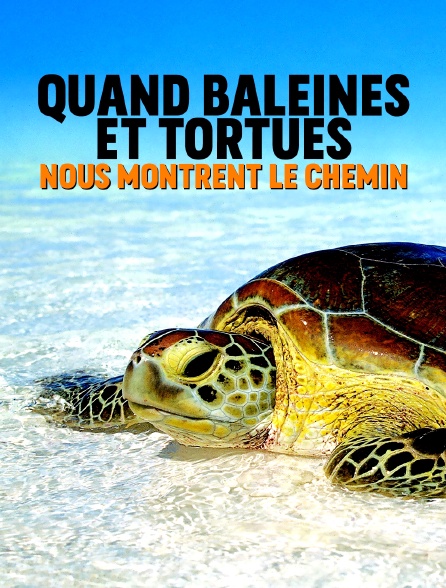 Quand baleines et tortues nous montrent le chemin