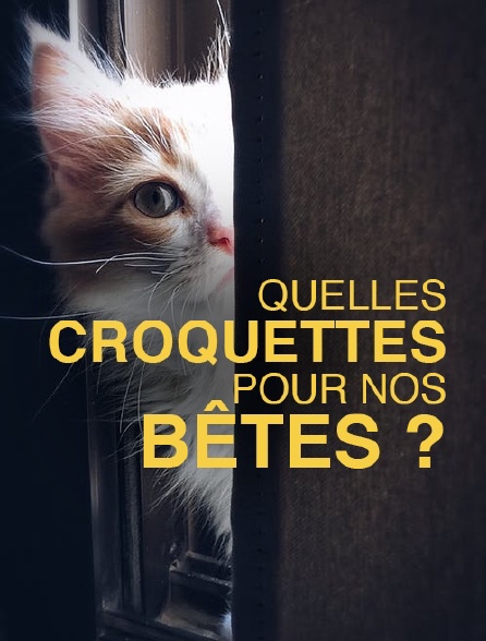 Quelles croquettes pour nos bêtes ?