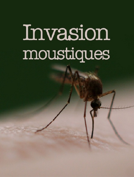 Invasion moustiques