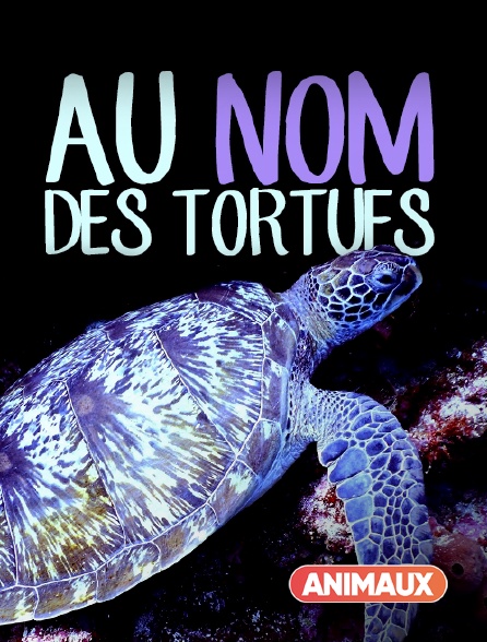 Animaux - Au nom des tortues