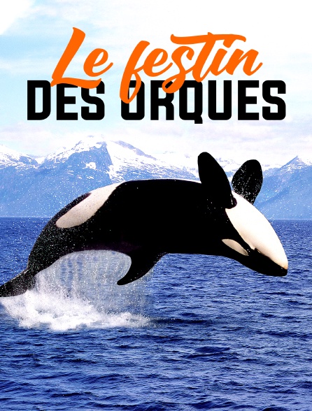 Norvège : le festin des orques