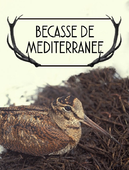 Bécasse de Méditerranée