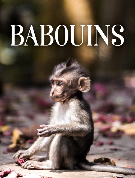 Babouins