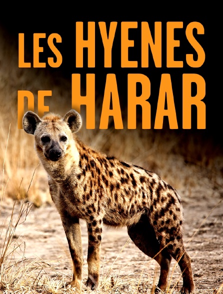 Les hyènes de Harar