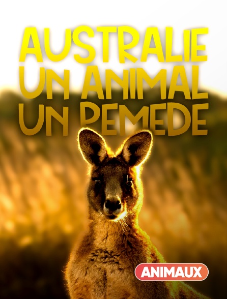 Animaux - Australie : un animal, un remède