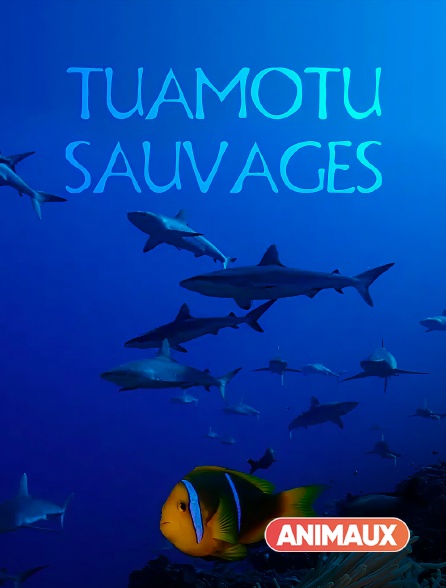 Animaux - Tuamotu sauvages