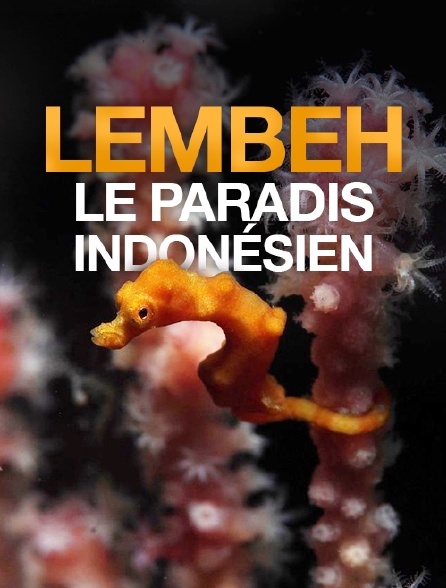 Lembeh, le paradis indonésien