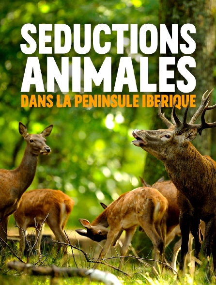 Séductions animales dans la péninsule ibérique