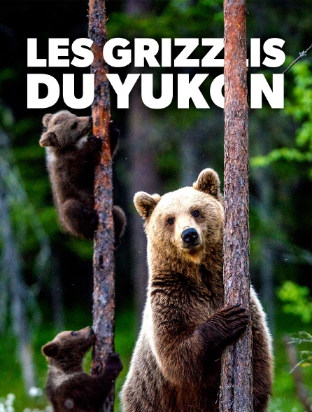 Les grizzlis du Yukon