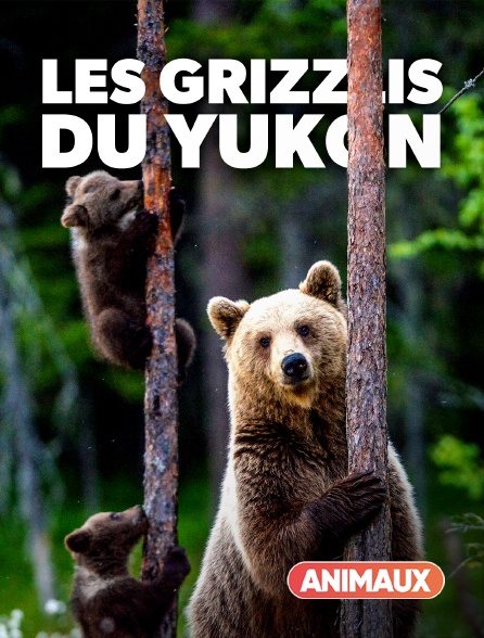 Animaux - Sophie, la grizzly du Yukon