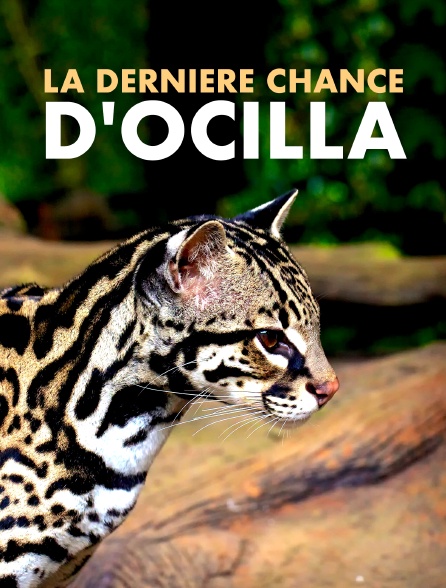 La dernière chance d'Ocilla