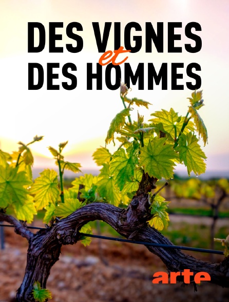 Arte - Des vignes et des hommes
