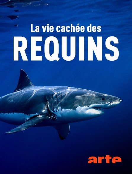 Arte - La vie cachée des requins : Dans le sanctuaire des îles Galápagos