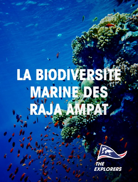 The Explorers - La biodiversité marine des Raja Ampat