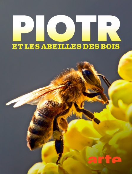 Arte - Piotr le cueilleur de miel et les abeilles des bois