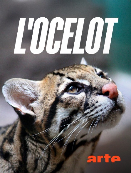 Arte - L'ocelot, un félin en danger