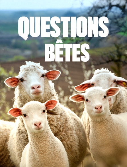 Questions bêtes !