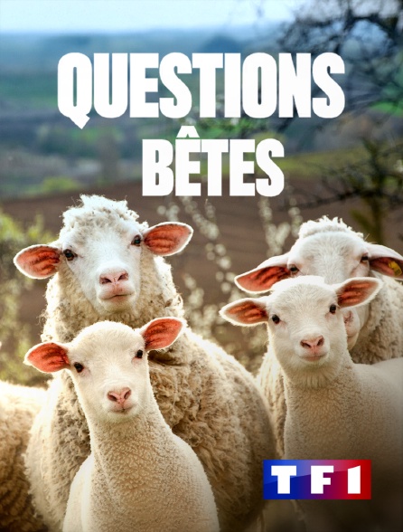 TF1 - Questions bêtes !