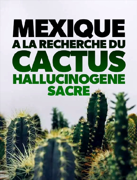 Mexique : à la recherche du cactus hallucinogène sacré