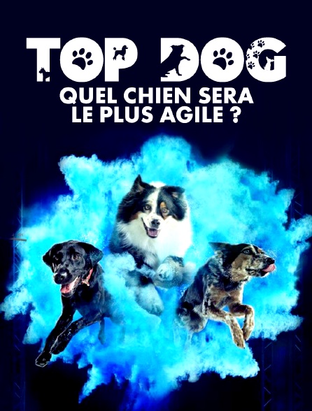 Top Dog - Quel chien sera le plus agile ?