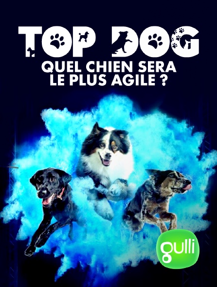 Gulli - Top Dog - Quel chien sera le plus agile ?