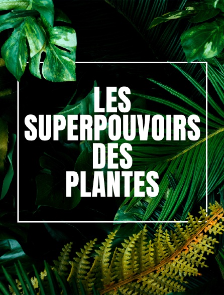 Les superpouvoirs des plantes