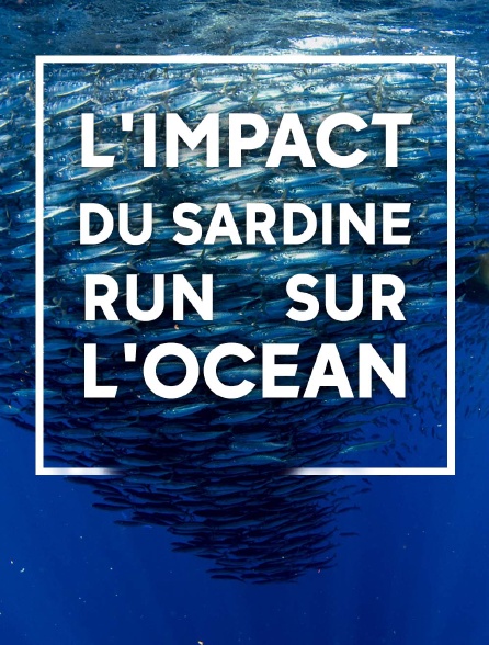 L'impact du Sardine Run sur l'océan