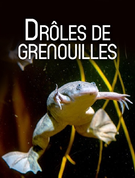 Drôles de grenouilles