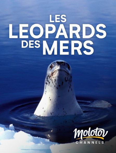 Mango - Les léopards des mers