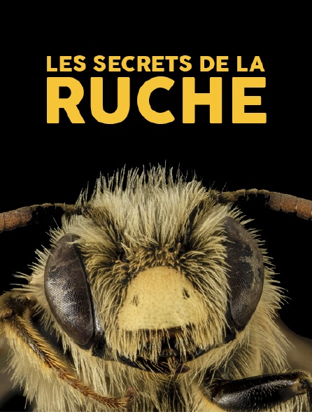 Les secrets de la ruche