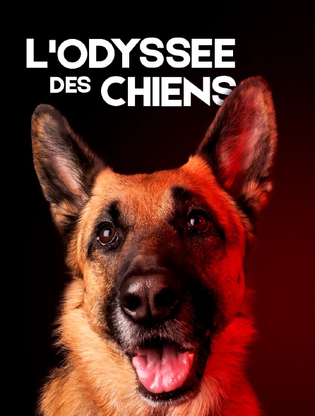 L'odyssée des chiens