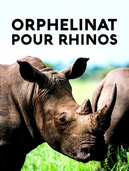 Orphelinat pour rhinos