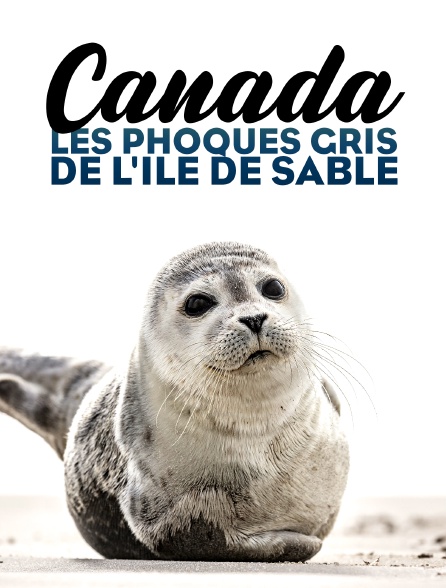 Canada, les phoques gris de l'île de Sable