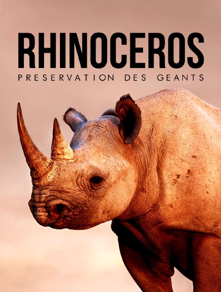 Rhinocéros : préservation des géants