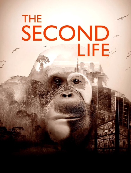 The Second Life
