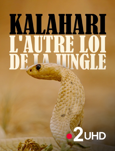 France 2 UHD - Kalahari, l'autre loi de la jungle