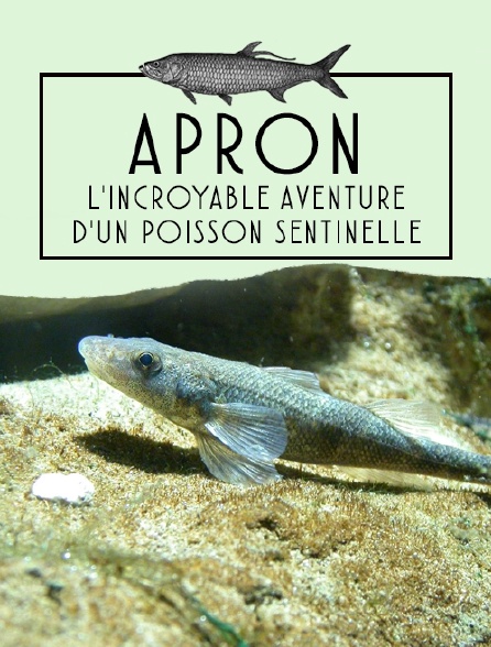 Apron, l'incroyable aventure d'un poisson sentinelle