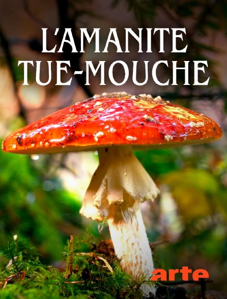 Arte - L'amanite tue-mouche : Champignon mythique ou toxique ?