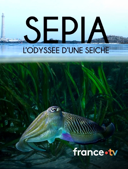 france.tv - Sépia, l'odyssée d'une seiche