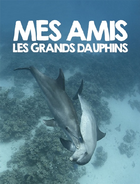 Mes amis les grands dauphins