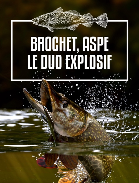 Brochet, aspe : le duo explosif