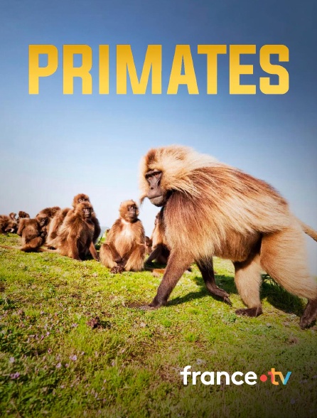 france.tv - Primates