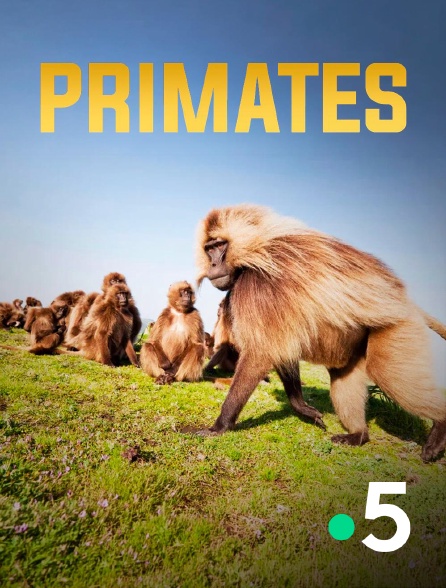 France 5 - Primates