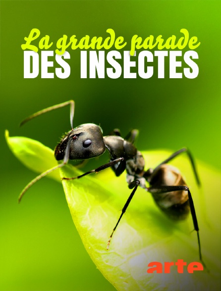 Arte - La grande parade des insectes