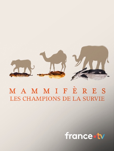 france.tv - Mammifères, les champions de la survie