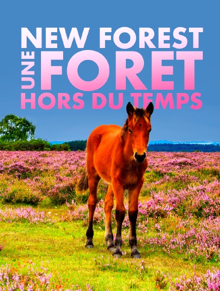 New Forest, une forêt hors du temps