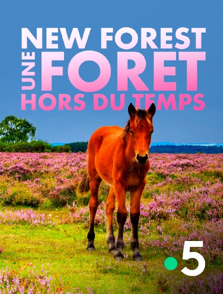 France 5 - New Forest, une forêt hors du temps