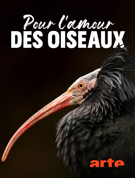 Arte - Pour l'amour des oiseaux